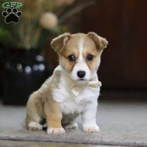 Fern, Pembroke Welsh Corgi Puppy